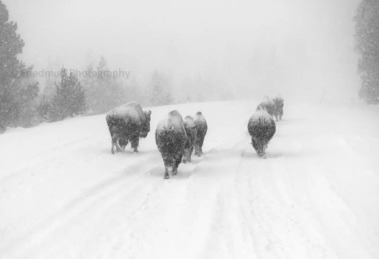 A%20small%20herd%20of%20buffalo%20move%20along%20a%20road%20in%20a%20snowstorm%20in%20Yellowstone%20National%20Park.