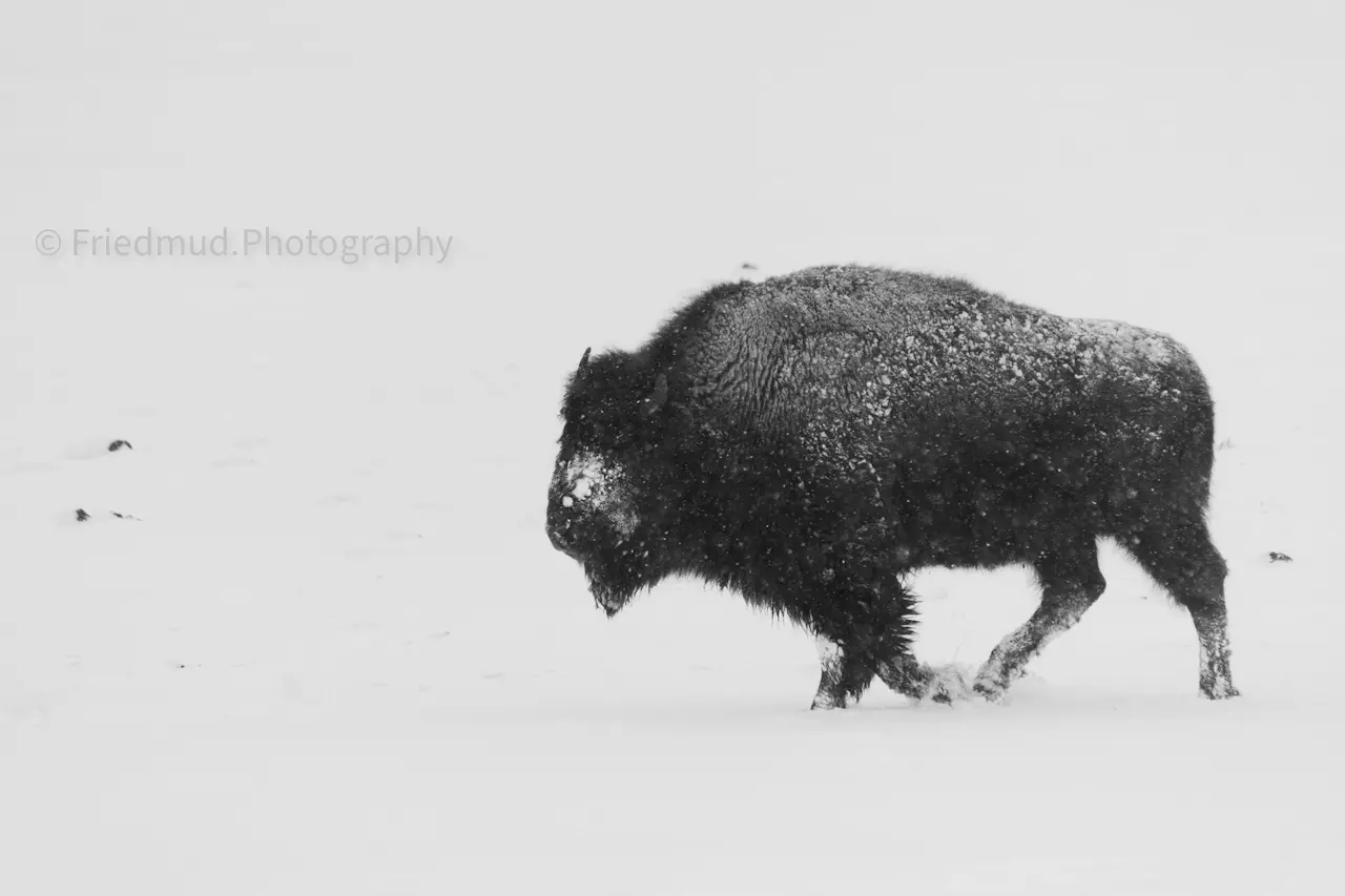 A%20buffalo%20in%20the%20middle%20of%20a%20heavy%20winter%20snow%20in%20Yellowstone%20National%20Park.