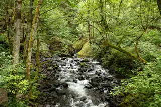 The%20views%20are%20prehistoric%20along%20the%20path%20to%20Bridal%20Veil%20Falls%20in%20the%20Columbia%20River%20Gorge%20outside%20Portland%2C%20OR.