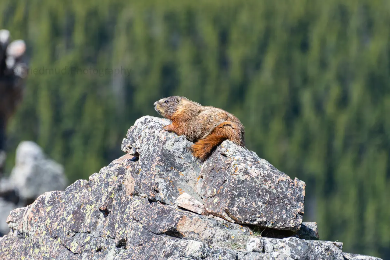 A%20well-fed%20marmot%20perches%20on%20a%20rock%20high%20above%20the%20valley%20in%20the%20Beartooth%20Mountains