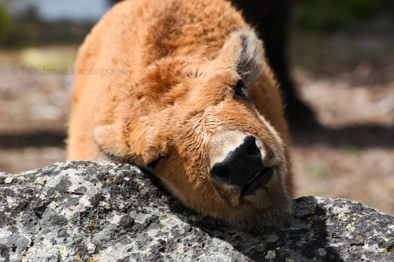 A%20brand%20new%20Bison%20calf%20gets%20a%20good%20scratch%20on%20in%20Yellowstone%20National%20Park