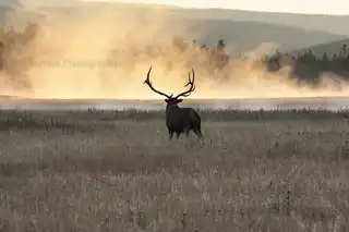 Taken%20on%20the%20Madison%20River%20near%20the%20west%20entrance%20to%20Yellowstone.%20%20It%20was%20an%20incredibly%20cold%20morning%20%28around%2010%20degrees%20F%29%20which%20made%20mist%20rise%20from%20the%20somewhat%20warmer%20water%20%28and%20subsequently%20settle%20and%20freeze%20on%20me%21%29.