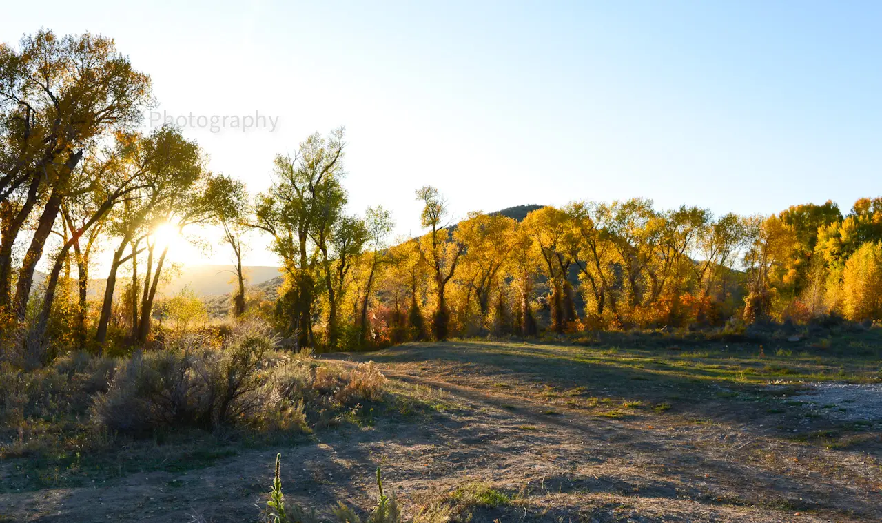 The%20sun%20perfectly%20backlit%20this%20grove%20of%20fall%20trees%20near%20Heise%2C%20ID.