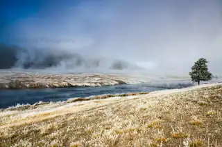 A%20lone%20tree%20stands%20against%20the%20rising%20mist%20and%20steam%20in%20Yellowstone%20National%20Park.