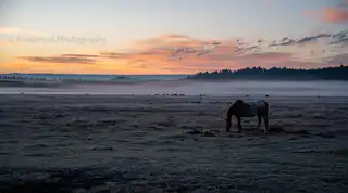 Horses%20grazing%20in%20the%20early%20morning%20mist%20just%20to%20the%20west%20of%20Yellowstone%20National%20Park.