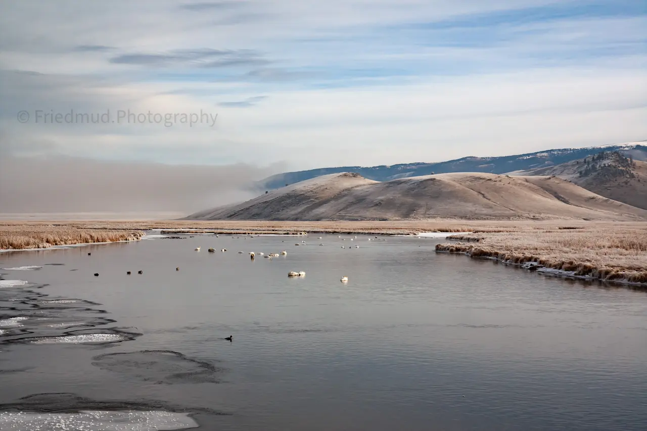 Swans%20sleeping%20on%20a%20cold%20morning%20in%20Jackson%2C%20WY.