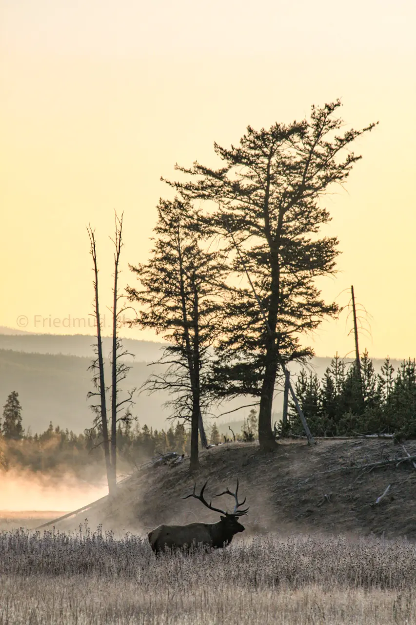 An%20elk%20moves%20through%20the%20morning%20mist%20in%20Yellowstone%20National%20Park.