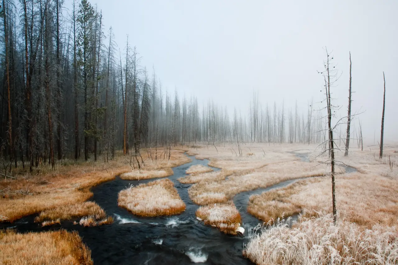 Fog%20in%20Yellowstone%20is%20magical.%20%20Here%2C%20a%20warm%20stream%20generates%20mist%20among%20the%20trees.