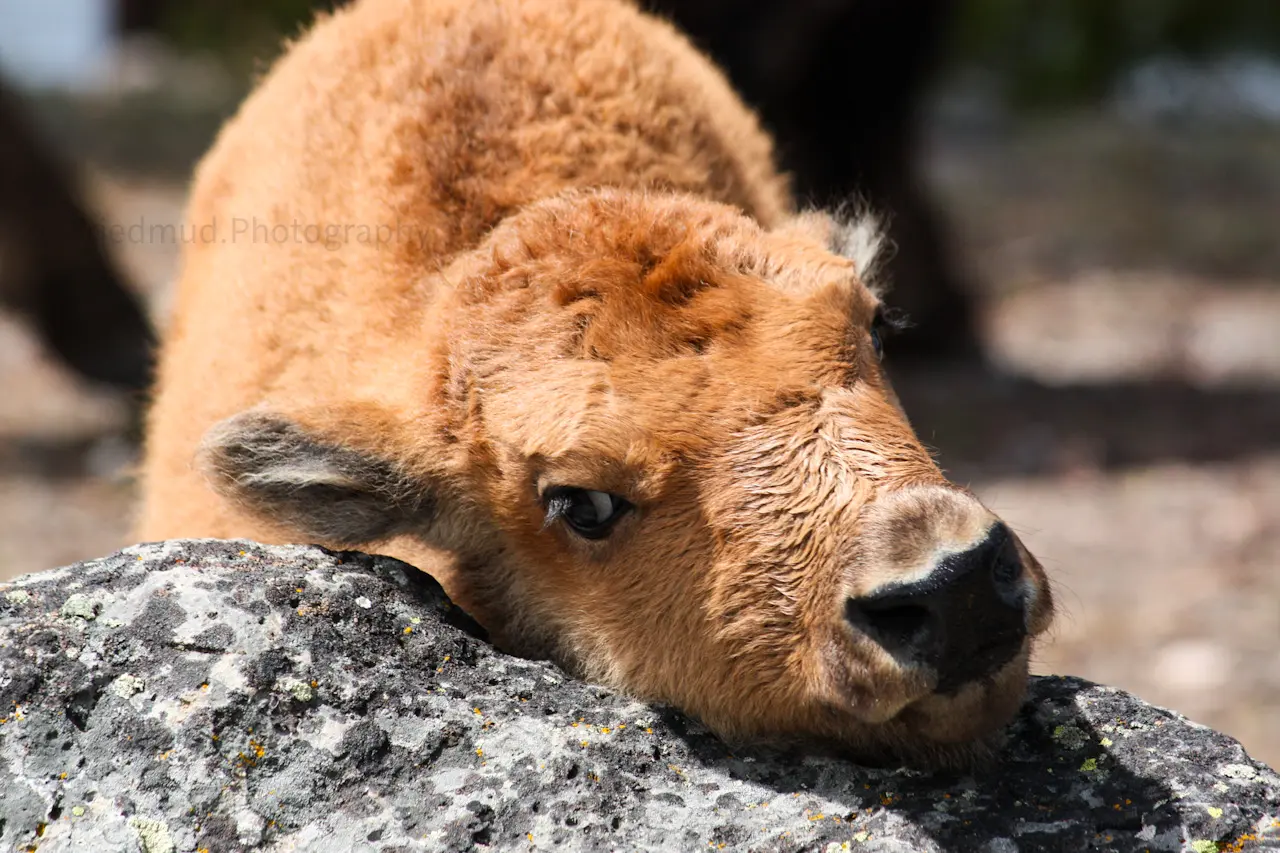 A%20brand%20new%20Bison%20calf%20gets%20a%20good%20scratch%20on%20in%20Yellowstone%20National%20Park