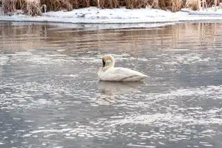 A%20freshly%20awoken%20swan%20preens%20near%20Jackson%2C%20WY.