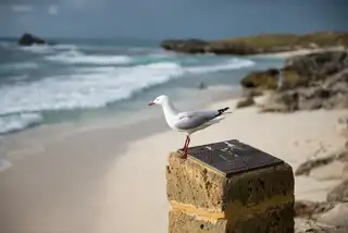 A%20seagull%20keeps%20a%20lookout%20on%20Rottnest%20Island%2C%20Australia.