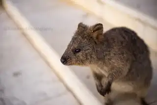 Many%20quokka%20pictures%20show%20them%20with%20silly%20faces%20-%20but%20they%20have%20a%20range%20of%20emotions.%20%20This%20was%20is%20plotting%20his%20next%20move%20to%20try%20to%20get%20some%20grub.%20%20On%20Rottnest%20Island%20off%20the%20west%20coast%20of%20Australia%20%28which%20is%20the%20only%20place%20you%20can%20find%20quokka.