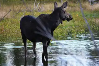 A%20moose%20perks%20their%20ears%20up%20in%20Teton%20National%20Park.