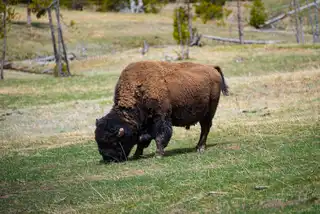 This%20buffalo%20was%20still%20losing%20his%20winter%20coat%20while%20grazing%20on%20the%20newly%20green%20grass.