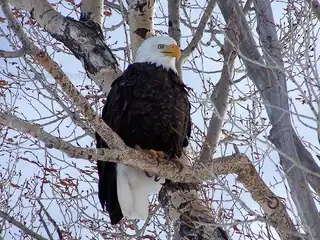 Bald%20eagle%20in%20Teton%20National%20Park