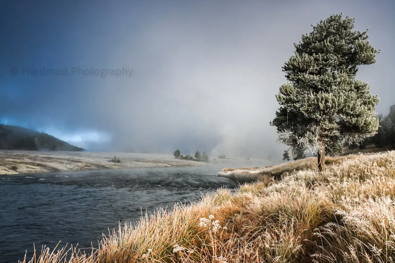 A%20lone%20tree%20stands%20against%20the%20rising%20mist%20and%20steam%20in%20Yellowstone%20National%20Park.