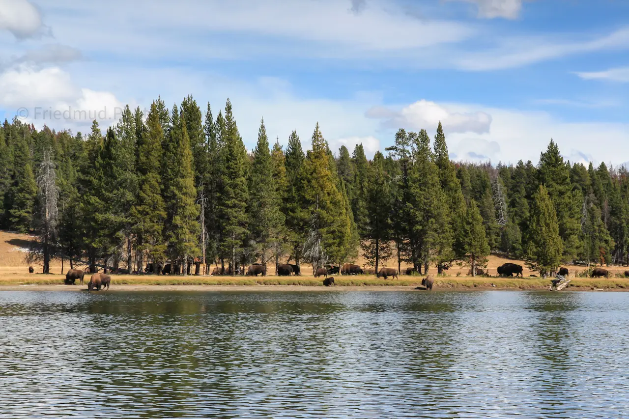 A%20herd%20of%20buffalo%20make%20a%20tranquil%20scene%20near%20Yellowstone%20Lake